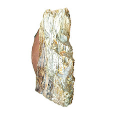 Zebra Bernstein Rohbernstein