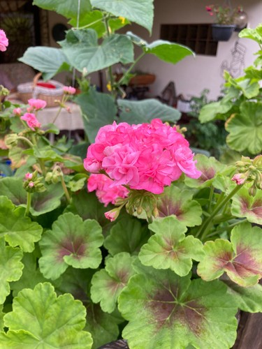 Pelargonium geranie england - pelargonium,
