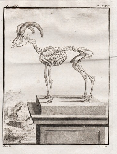 Mufflon mouflon sheep skeleton