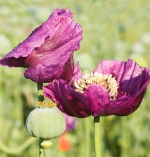 Türkischer Mohn Manhattan -