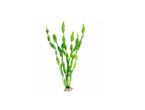 Aquarium pflanzen terrarium - aquarium,