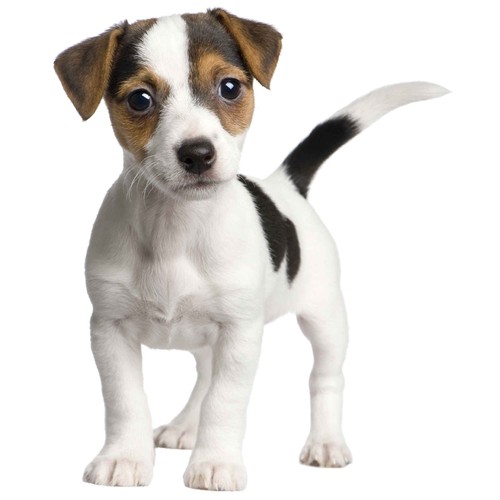 Aufkleber jack russel terrier - russel,