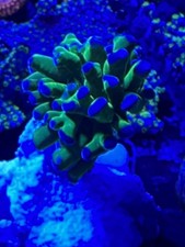 Meerwasser Dekoration Aquarium