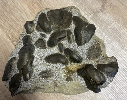 Fossilien platte versteinerte - fossilien-platte,