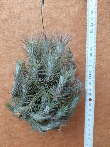 Tillandsia funckiana clump - tillandsia,