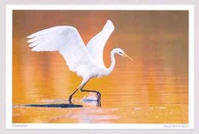 1 AK Silberreiher Reiher Schreitvogel Vogel - NEU !!! ::