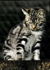 10 alte Ak Hauskatzen, diverse Ansichten - 35821