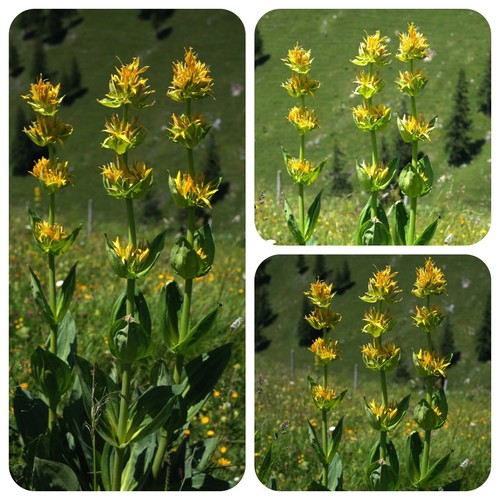 Gelber enzian gentiana lutea - gentiana,