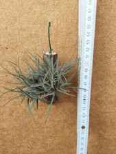 Tillandsia bandensis
