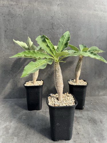 Euphorbia ankarensis - euphorbia,