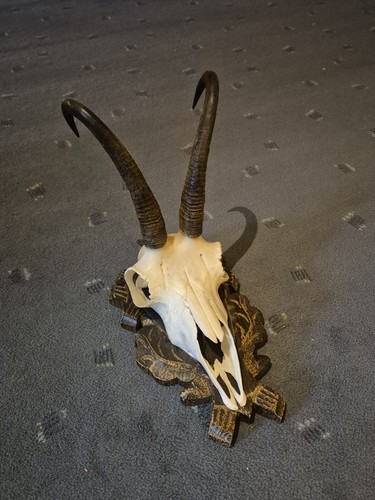 Gamsbock gämse gehörn geweih - gämse,
