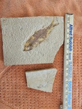 Solnhofer plattenkalk fische - solnhofer,
