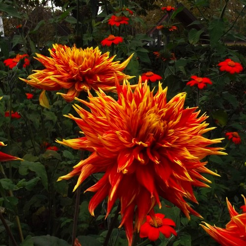 Dahlien - ,