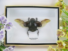Giant Dung Beetle - 3D