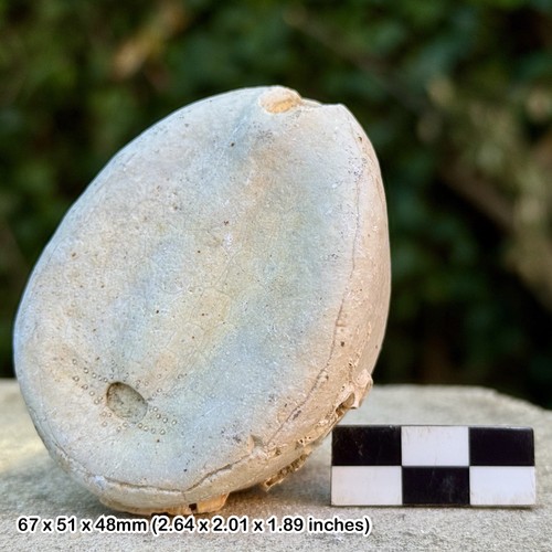 Britische kreide fossil - kreide,