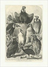 Geier im Zoologischen Garten zu Köln L. Beckmann Vögel Tiere Holzstich E 7216