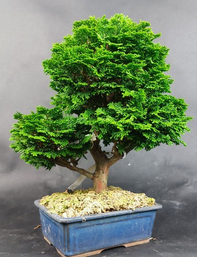 Bonsai scheinzypresse - bonsai,