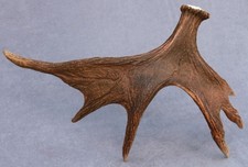 NATÜRLICH ABGEWORFENES WILDES