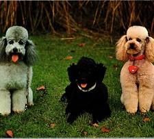 Vintage 1980s Poodle Chiens