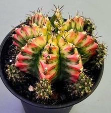  Sehr schöner Gymnocalycium