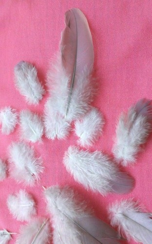 Natural feathers wild - natural,