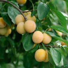 Mirabelle Nancy Pflaume Pflaumenbaum 120-150 cm im 7,5 L Topf sehr ertragreich