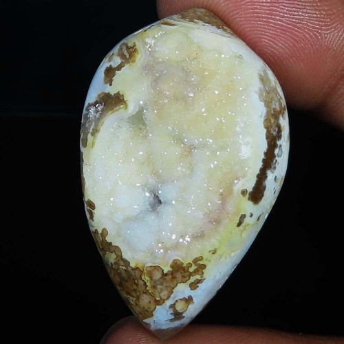 Natürlich fossil schnecke - natürlich,