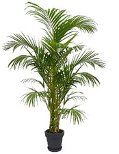 Goldfruchtpalme Büropflanze