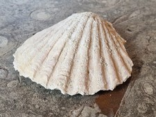 Versteinerte kammmuschel - versteinerte,