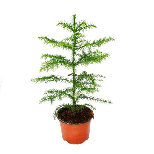 Exotenherz araucaria - -,