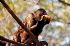 Kapuzineraffe Cebus Olivaceus in Südafrika Foto Bild