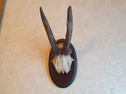 Rehbock rehgeweih jagd - rehgeweih,