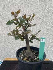 Shohin pre bonsai - shohin-pre-bonsai, prunus