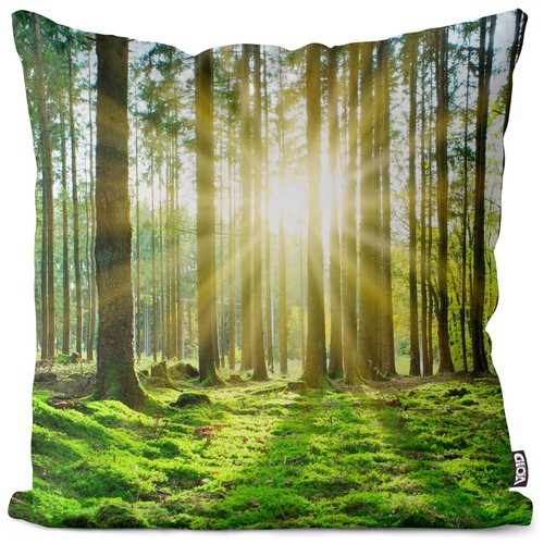 Sonne wald forst bäume - forst,