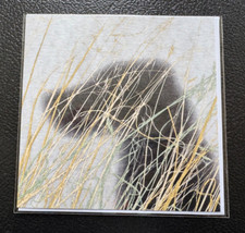 Ed Ruscha - Hund 1995