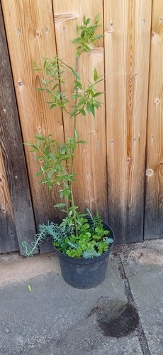 Weide bienenweide baum - weide,