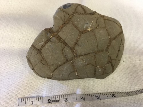 Schildkrötenpanzer fossil - schildkrötenpanzer,