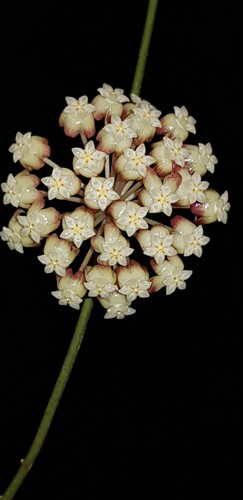 🌷Ableger🌷Hoya