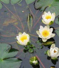 Zwerg-Seerose Nymphaea