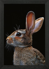 Hase gerahmtes Wandbild Poster
