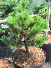 Pinus mugo Peterle -