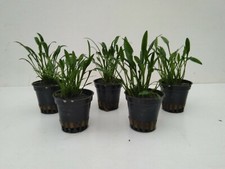 Töpfe cryptocoryne parva - 3,