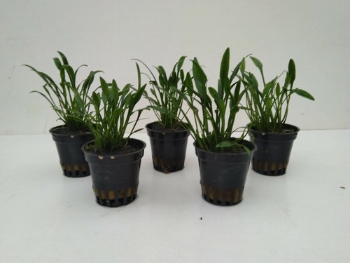 Töpfe cryptocoryne parva - cryptocoryne,