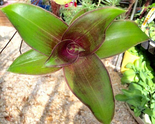 Medicinal plant callisia - plant,