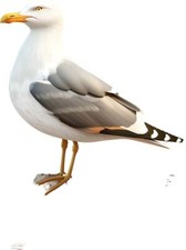 Sommer Möwe Vogel Wandkunst