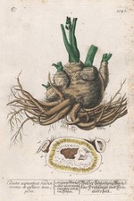 Cicuta Wurzel Schierling Wasserschierling Blackwell Kräuterbuch Kupferstich