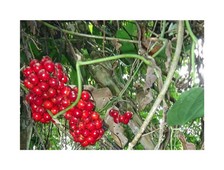 10x Smilax mollis Behaarte Sarsaparilla Garten Pflanzen - Samen ID954