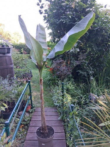 Musa sikkimensis - , tiger)