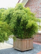 Fargesia murielae Hobbiebrunkens Favorit - Gartenbambus Hobbiebrunkens Favorit