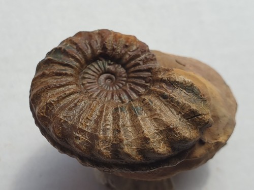 Pleuroceras solare - pleuroceras,